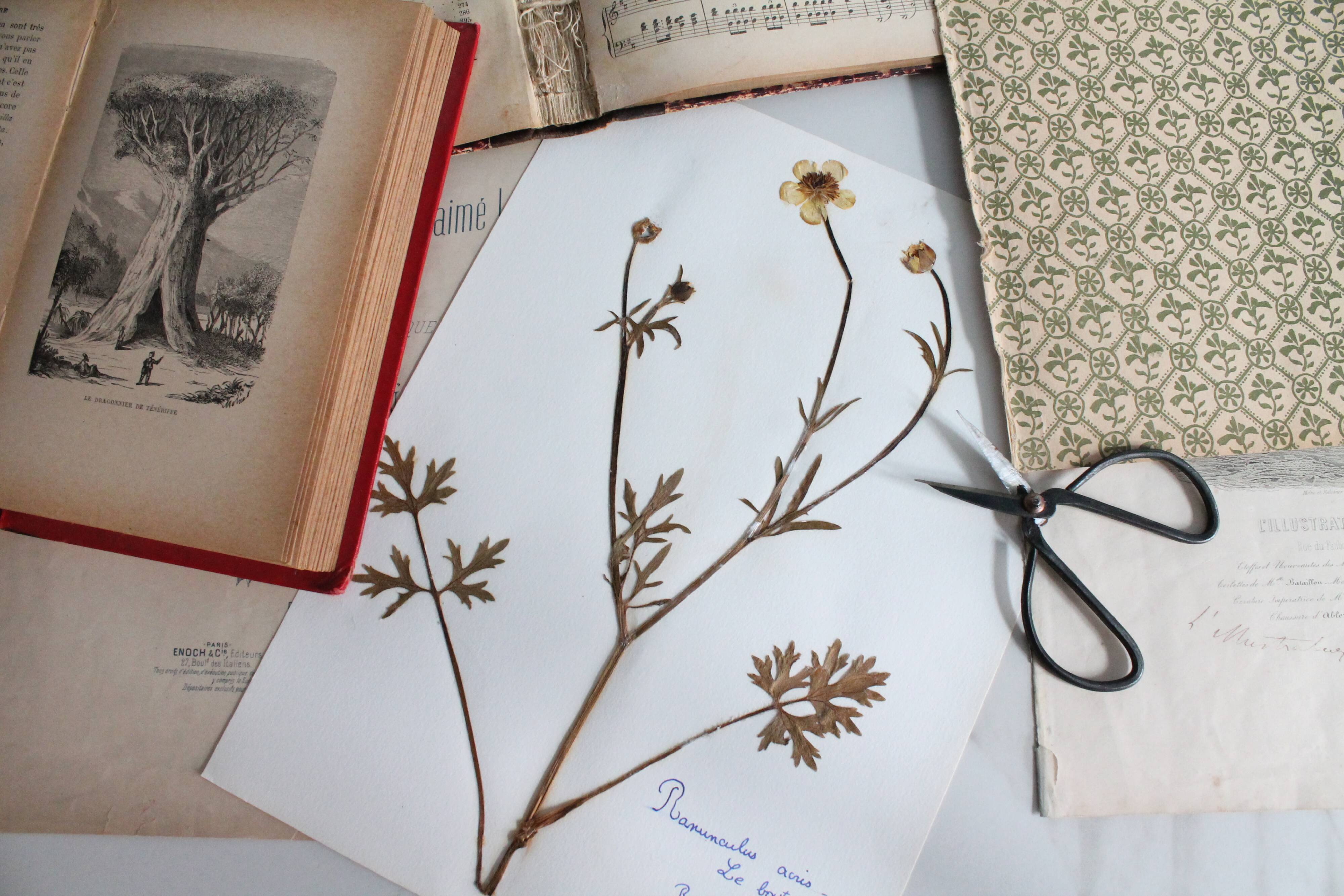 Old French botanical plate – Pressed plant (Buttercup) Format
