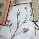 Old French botanical plate – Pressed plant (Buttercup) Format
