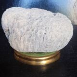 Cabinet of Curiosities Psammocora profundacel white coral on base