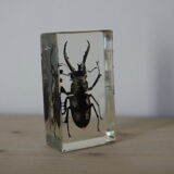 Inclusion in lucan beetle resin