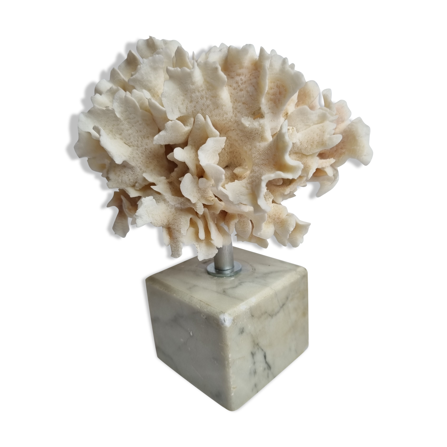 Ancient white coral on marble base