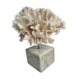 Ancient white coral on marble base
