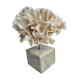 Ancient white coral on marble base
