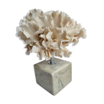 Ancient white coral on marble base