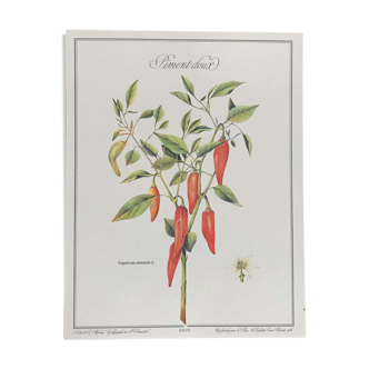 Planche botanique le piment doux