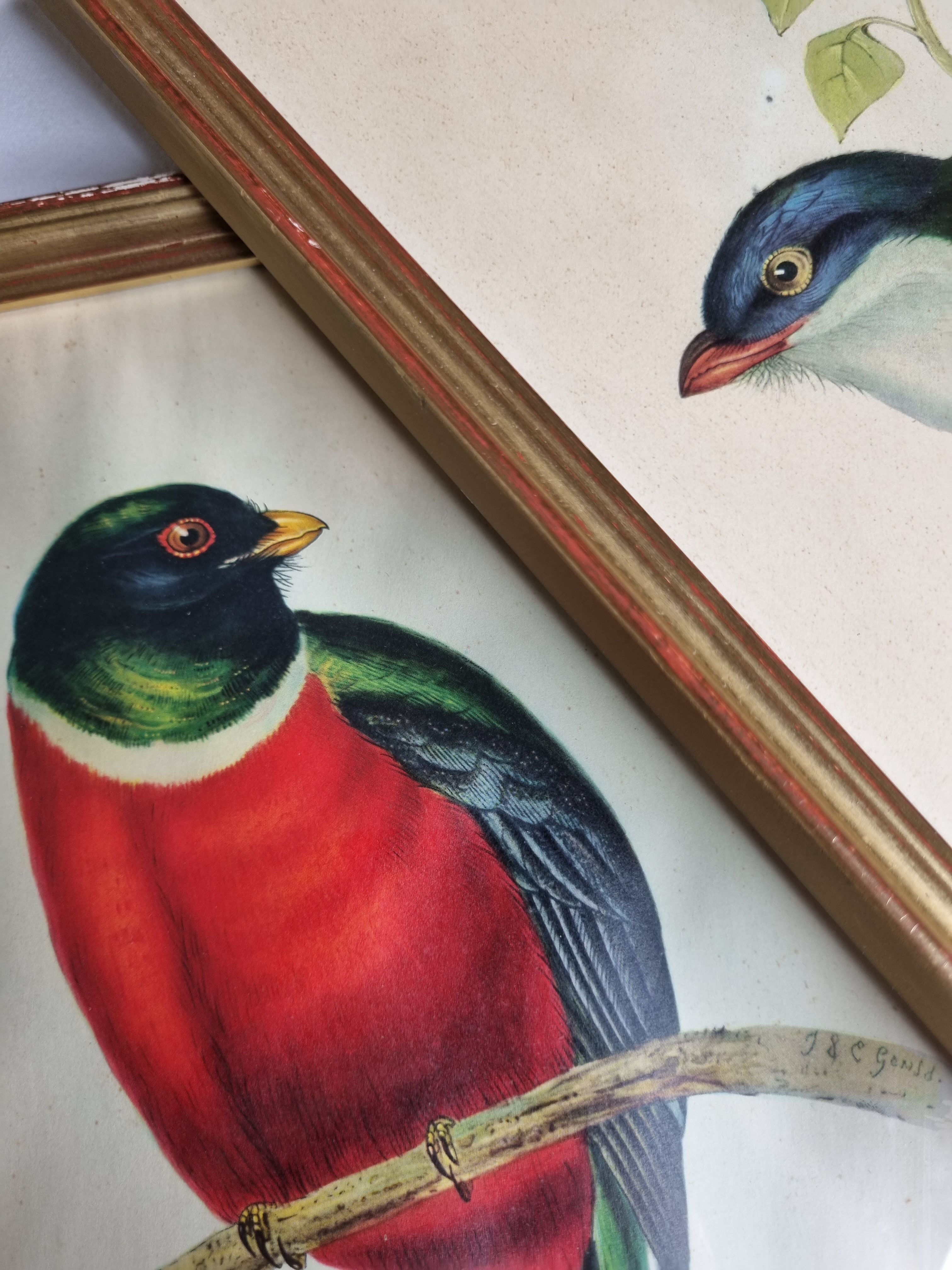 Two orthinological plates framed vintage, after J. & E. Gould (1955)