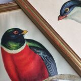 Two orthinological plates framed vintage, after J. & E. Gould (1955)