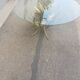 Vintage gold metal coffee table and glass top