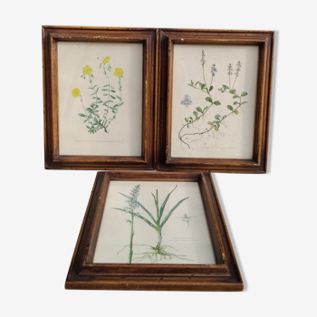 Three framed botanical plates
