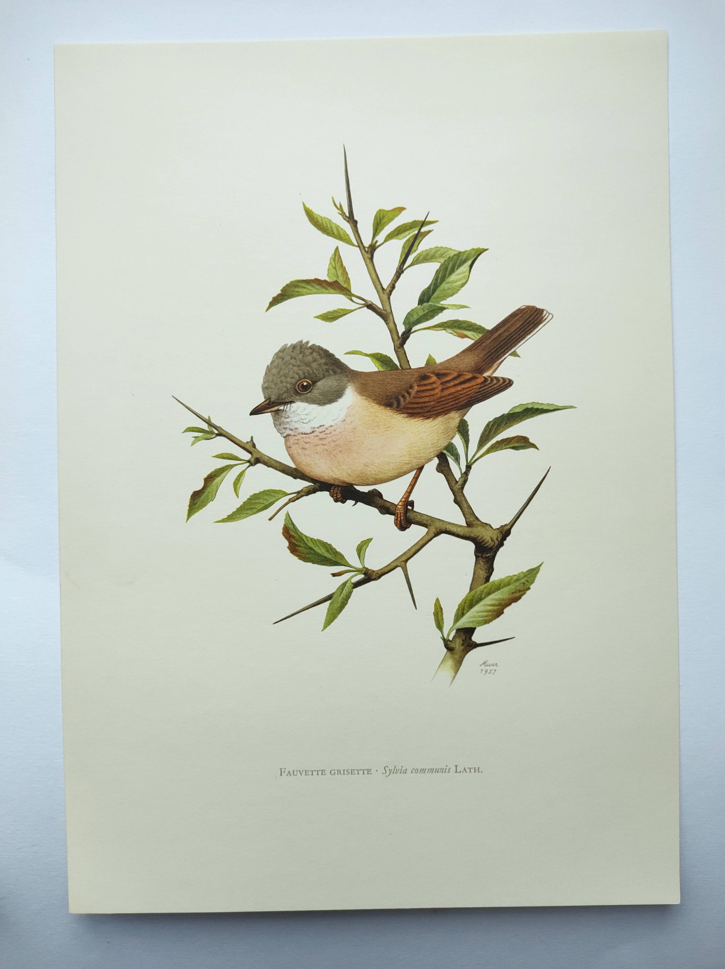 Old bird board 1960s - Gray Warbler - Zoological and ornithological illustration