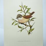 Old bird board 1960s - Gray Warbler - Zoological and ornithological illustration