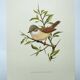 Old bird board 1960s - Gray Warbler - Zoological and ornithological illustration