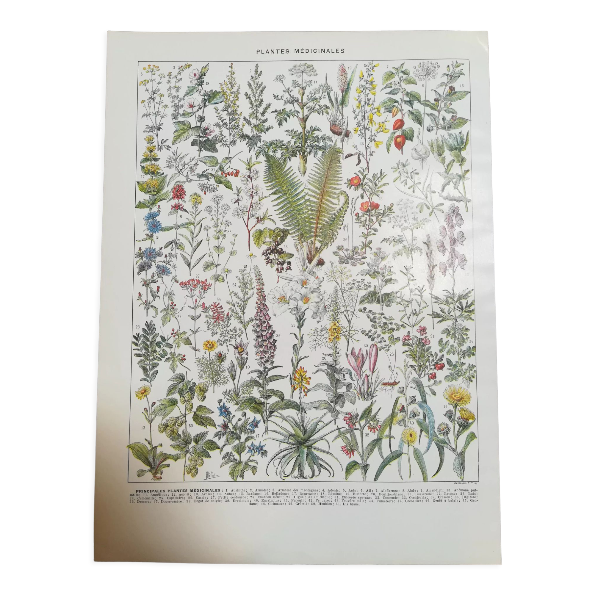 Lithograph on medicinal plants from 1928 (absinthe)