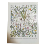 Lithograph on medicinal plants from 1928 (absinthe)