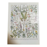 Lithograph on medicinal plants from 1928 (absinthe)