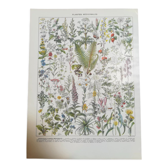 Lithographie sur les plantes médicinales de 1928 (absinthe)
