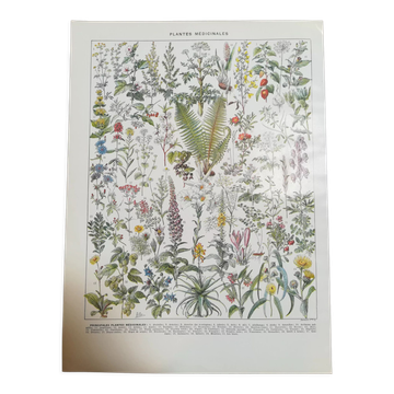 Lithograph on medicinal plants from 1928 (absinthe)