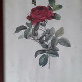 Botanical board "bridge rose" of P.J.Redouté