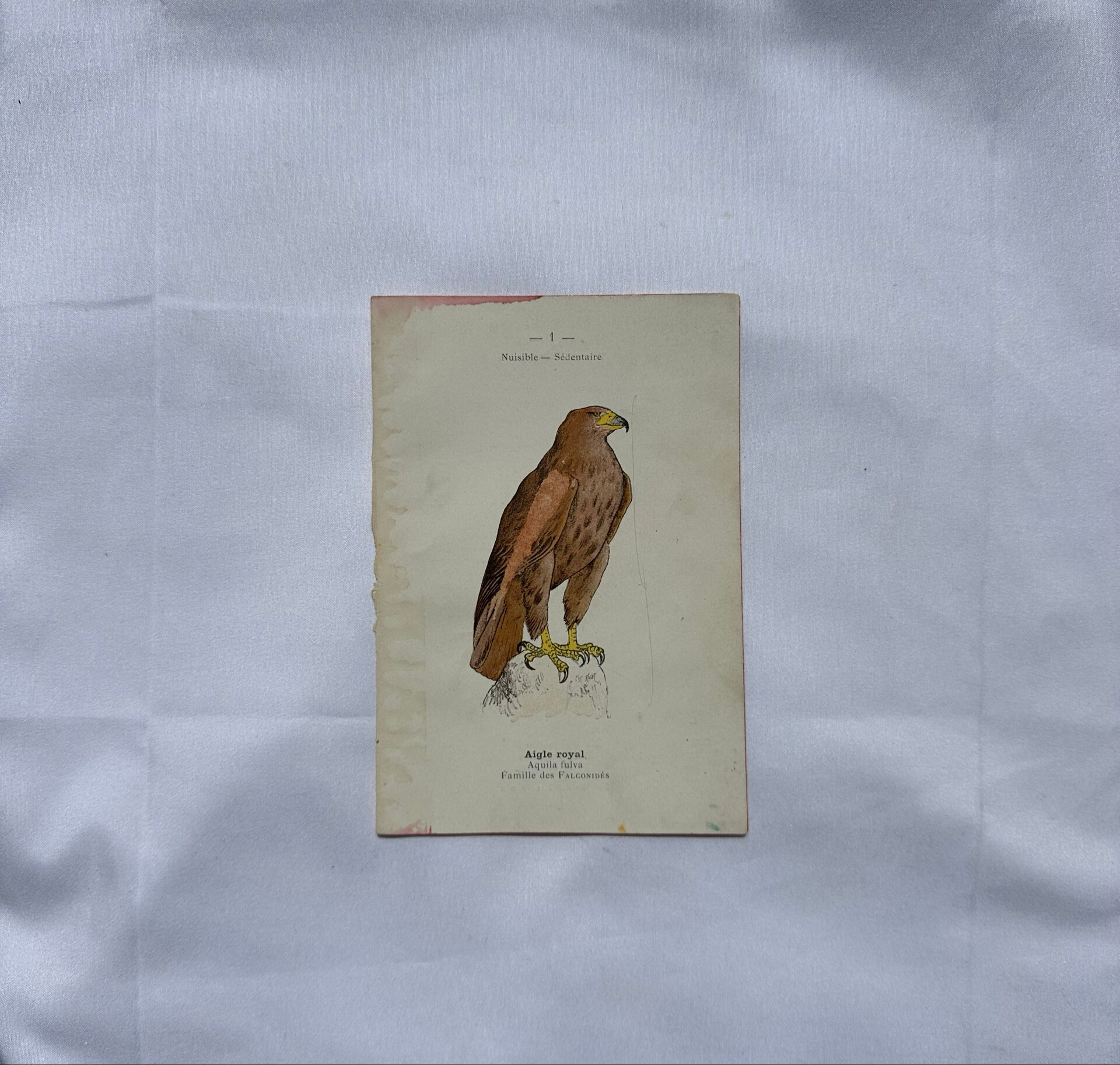 Planche Botanique Gravure oiseaux naturaliste  19eme recto verso  A