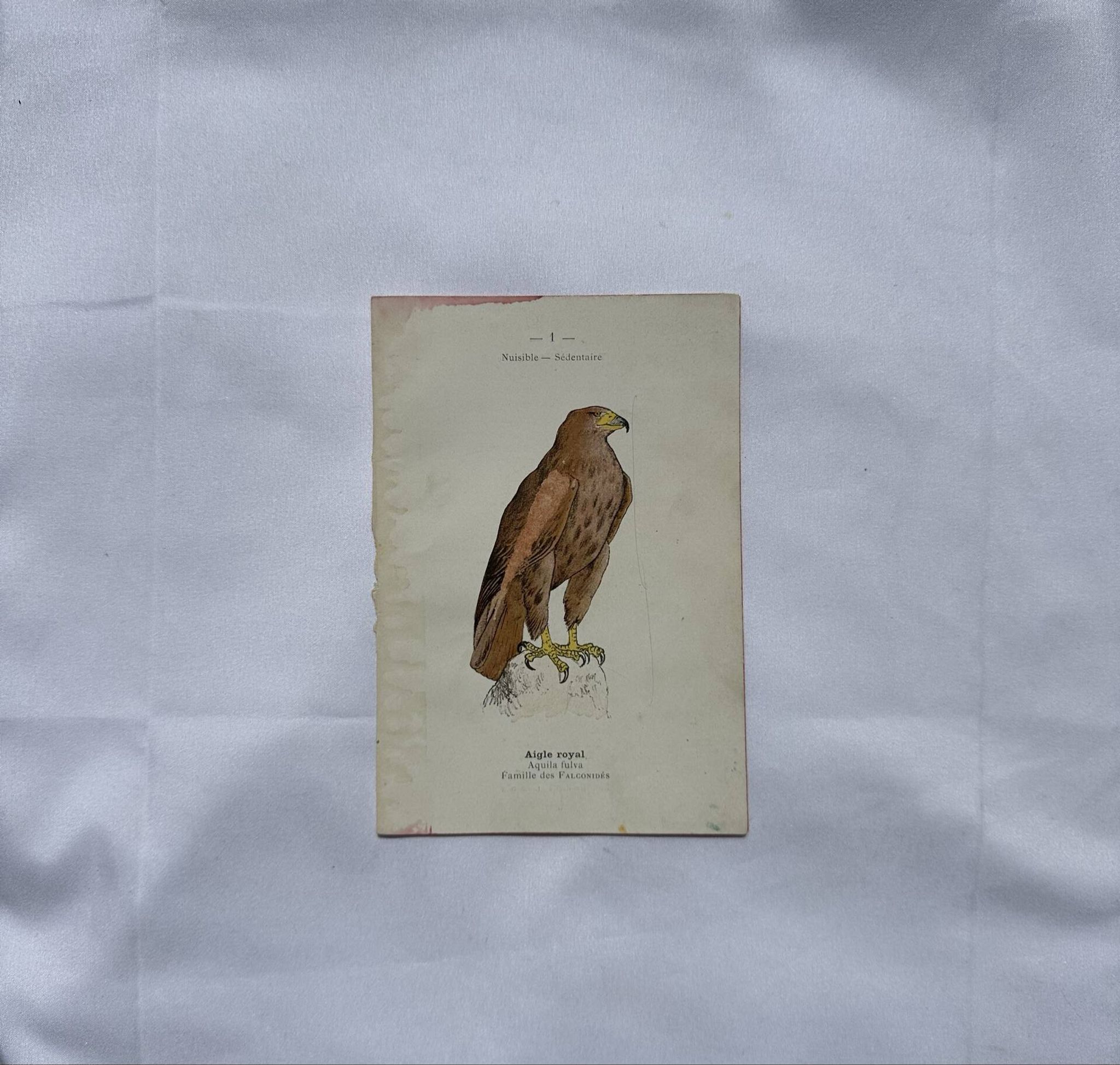 Planche Botanique Gravure oiseaux naturaliste  19eme recto verso  A