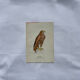 Planche Botanique Gravure oiseaux naturaliste  19eme recto verso  A