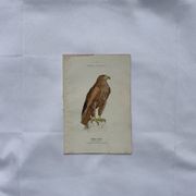 Planche Botanique Gravure oiseaux naturaliste  19eme recto verso  A