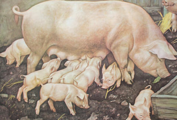 Affiche ''Cochon'' publié par Österreichischer Lehrmittelverlag Vienne 1964