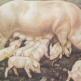 Affiche "Cochon" publié par Österreichischer Lehrmittelverlag Vienne 1964