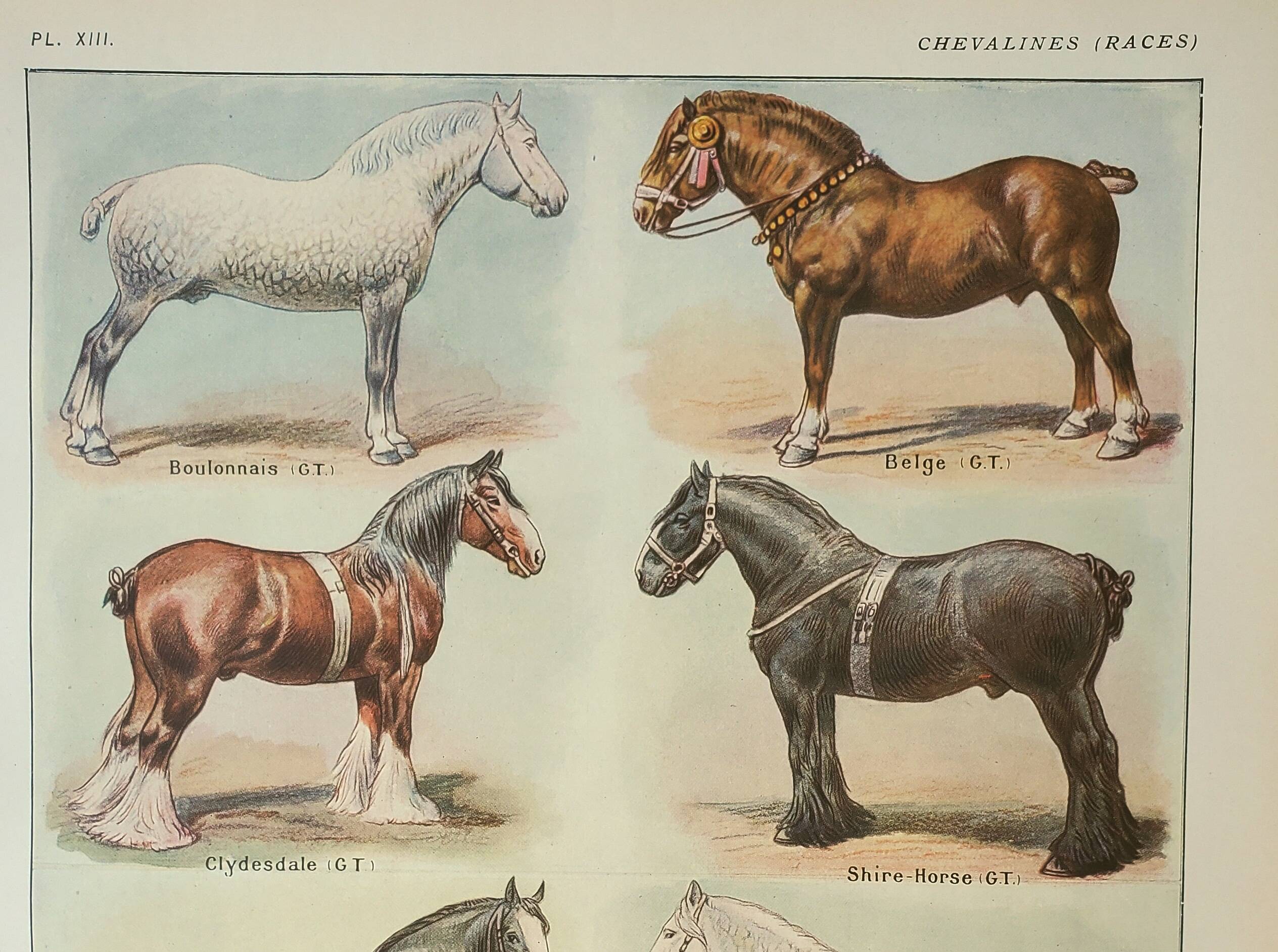Old engraving 1922, Horse breeds 2, horses, riding • Lithograph, Original plate