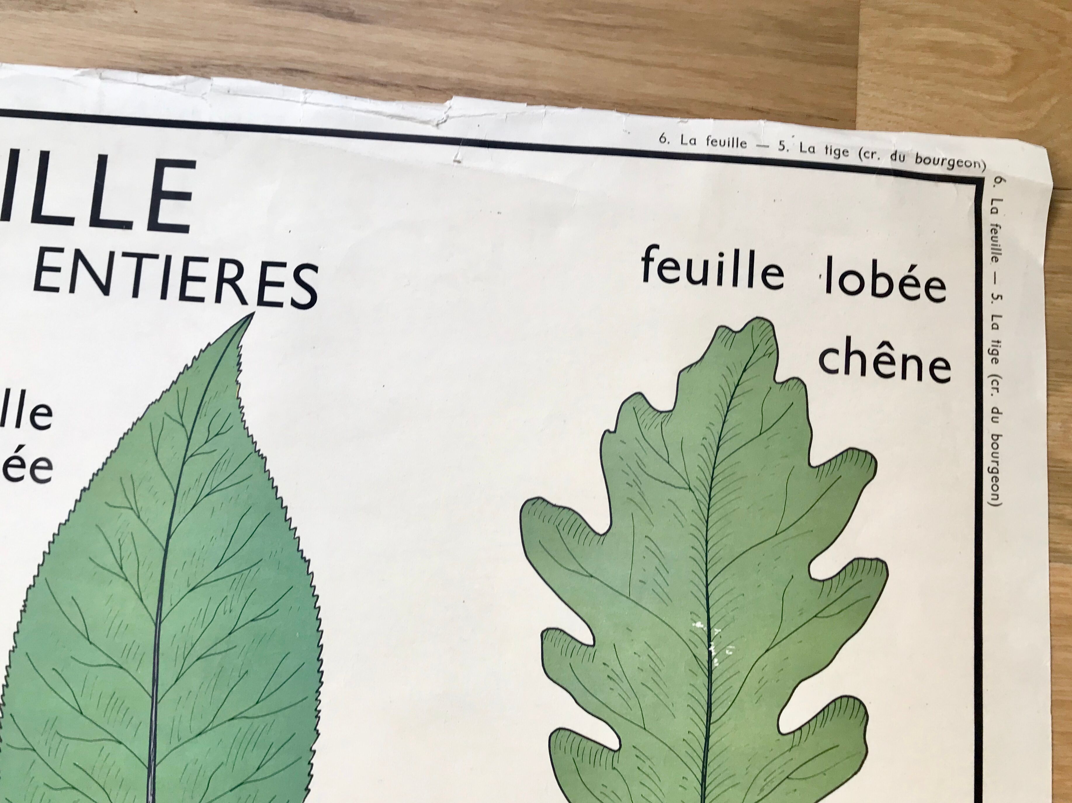 Rossignol pedagogical poster