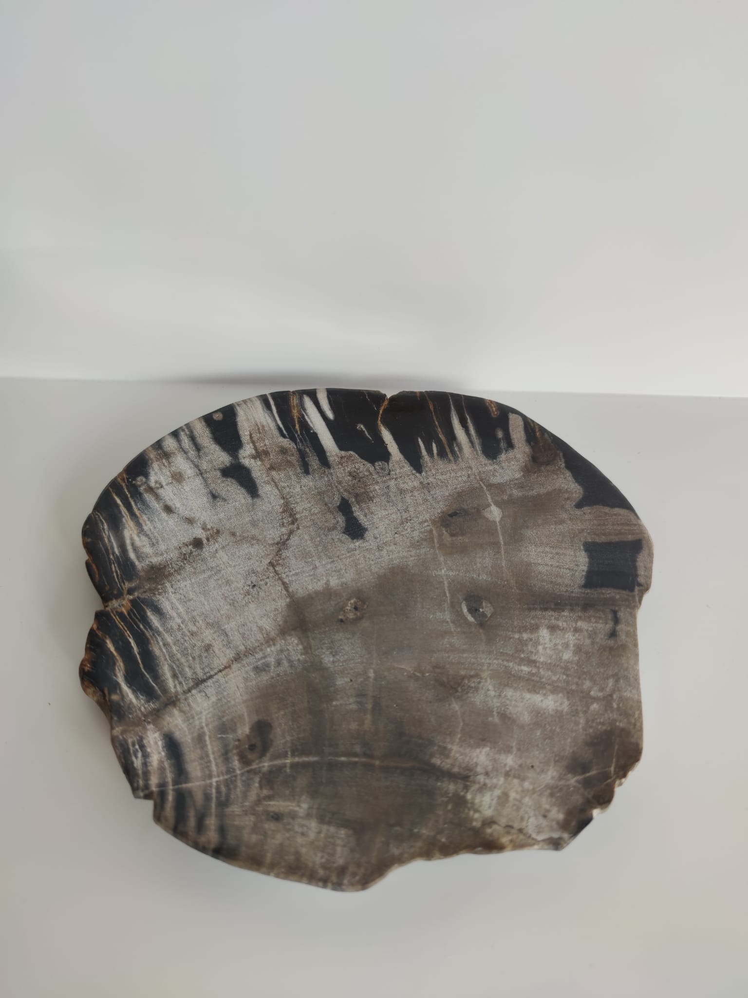 Large empty pocket or flat petrified wood - 24,5cm