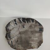 Large empty pocket or flat petrified wood - 24,5cm