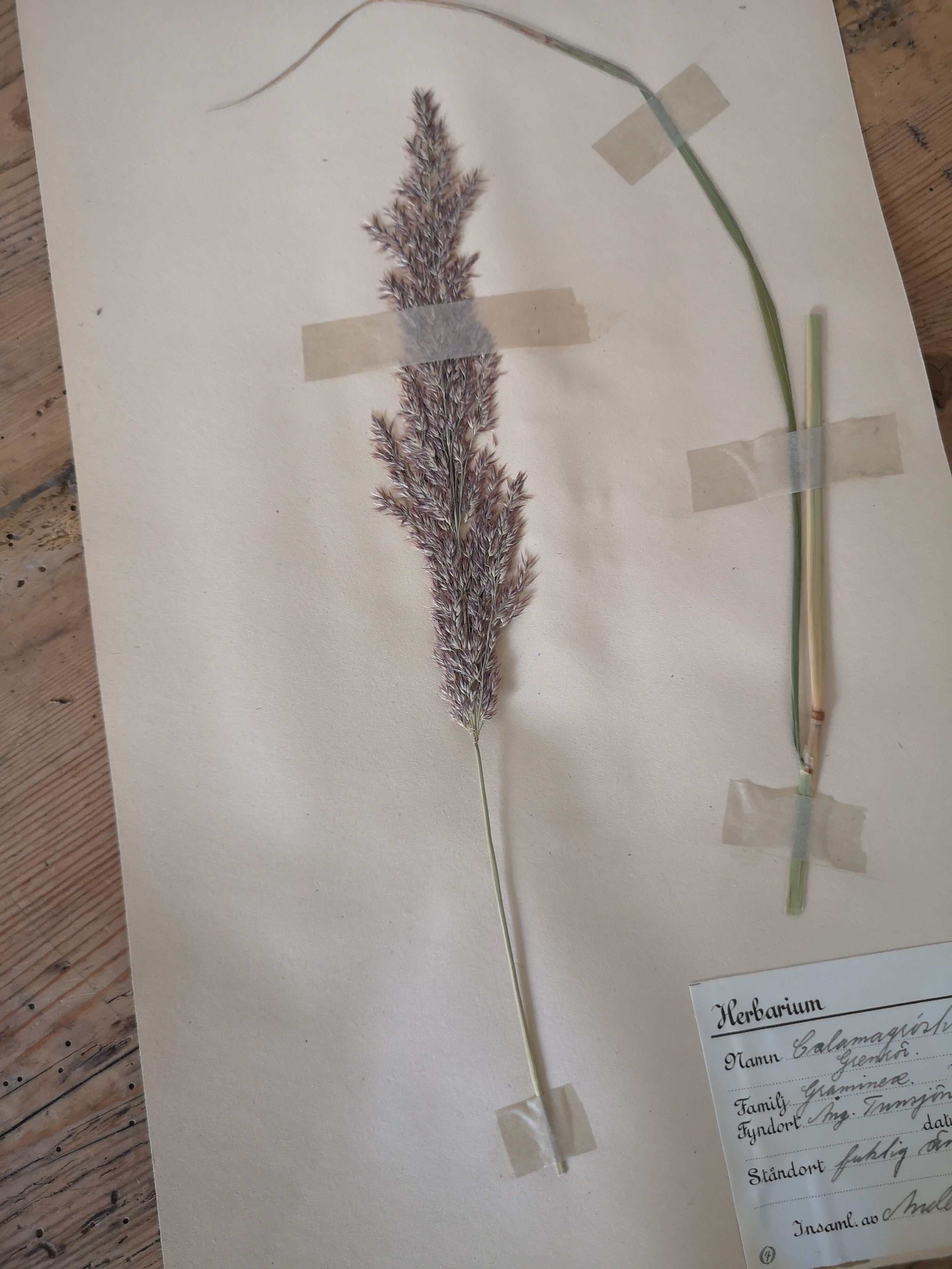 Planche d'herbier ancien suédois