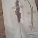 Planche d'herbier ancien suédois