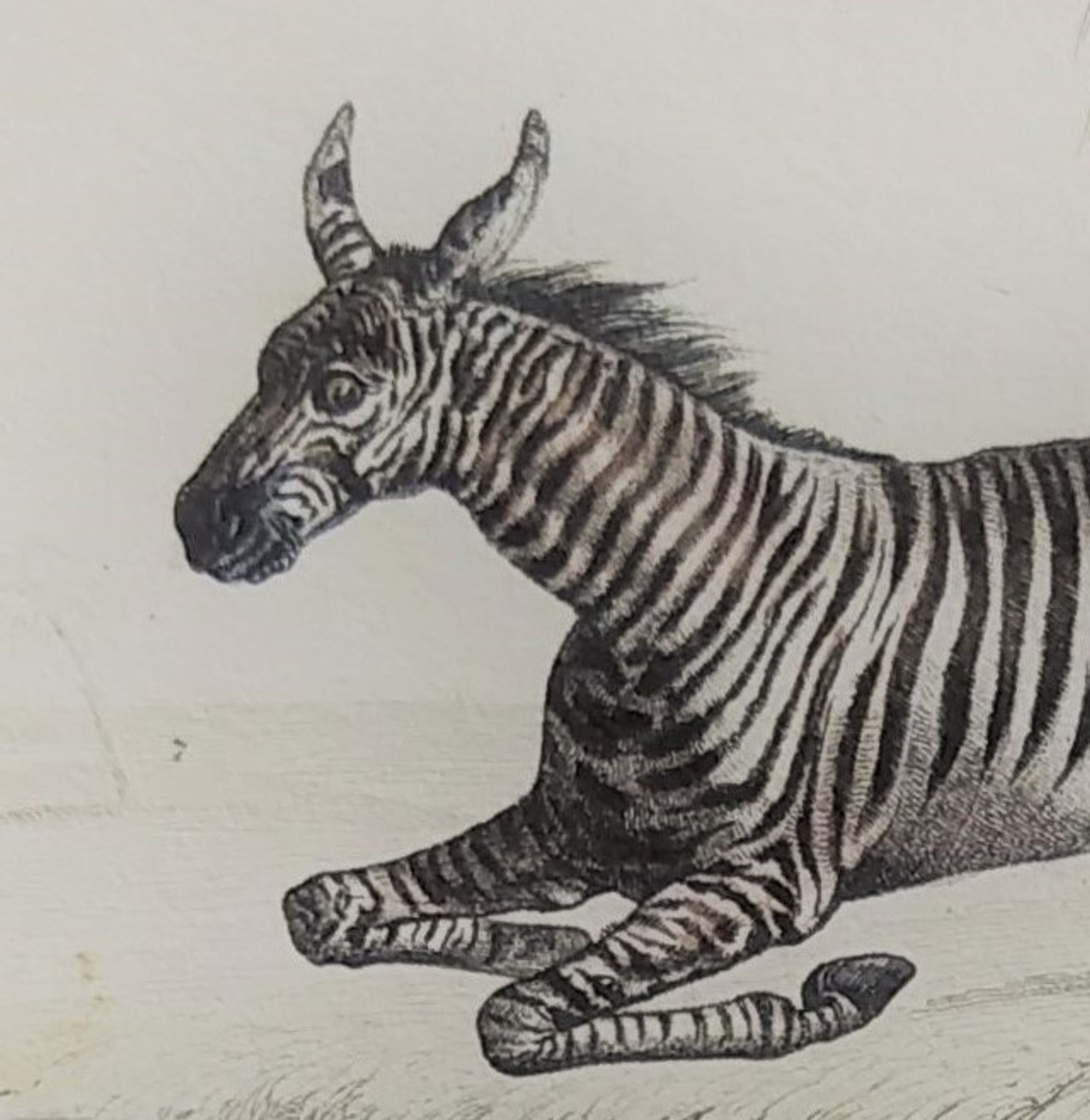 Original zoological plate "zebra & mule" - buffon 1840