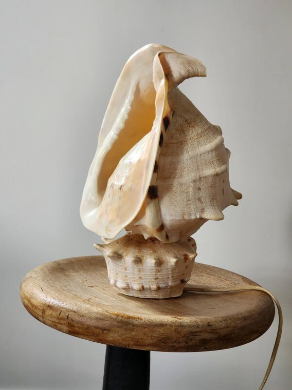 Lampe coquillage