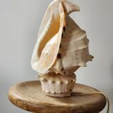 Shell lamp
