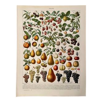 Lithograph on fruits - 1930