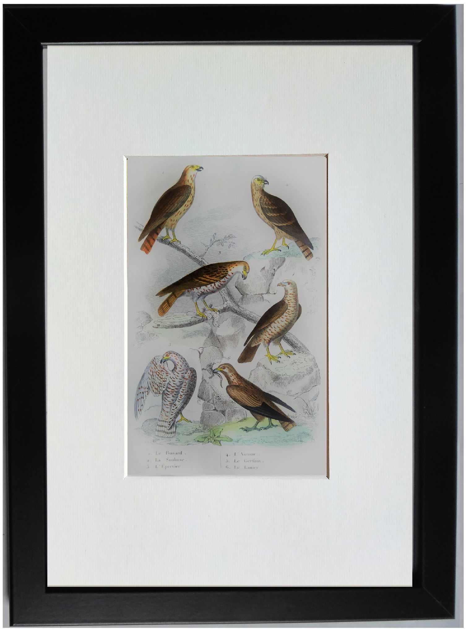 Planche ornithologique originale " Busard - Soubuse - &c... " Buffon 1836