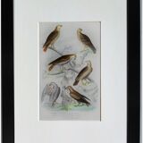 Planche ornithologique originale " Busard - Soubuse - &c... " Buffon 1836