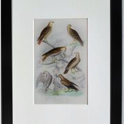 Planche ornithologique originale " Busard - Soubuse - &c... " Buffon 1836