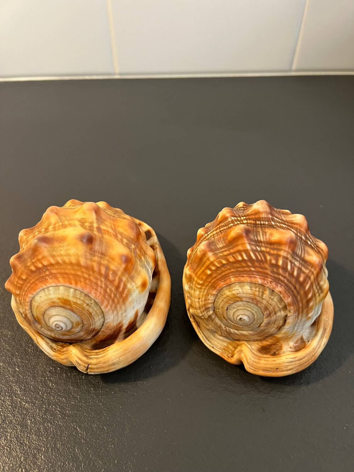 Pair of large seashells cyprae cassis rufa