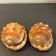 Pair of large seashells cyprae cassis rufa