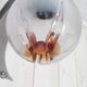 Suspension Boule Mazzega Murano et teck
