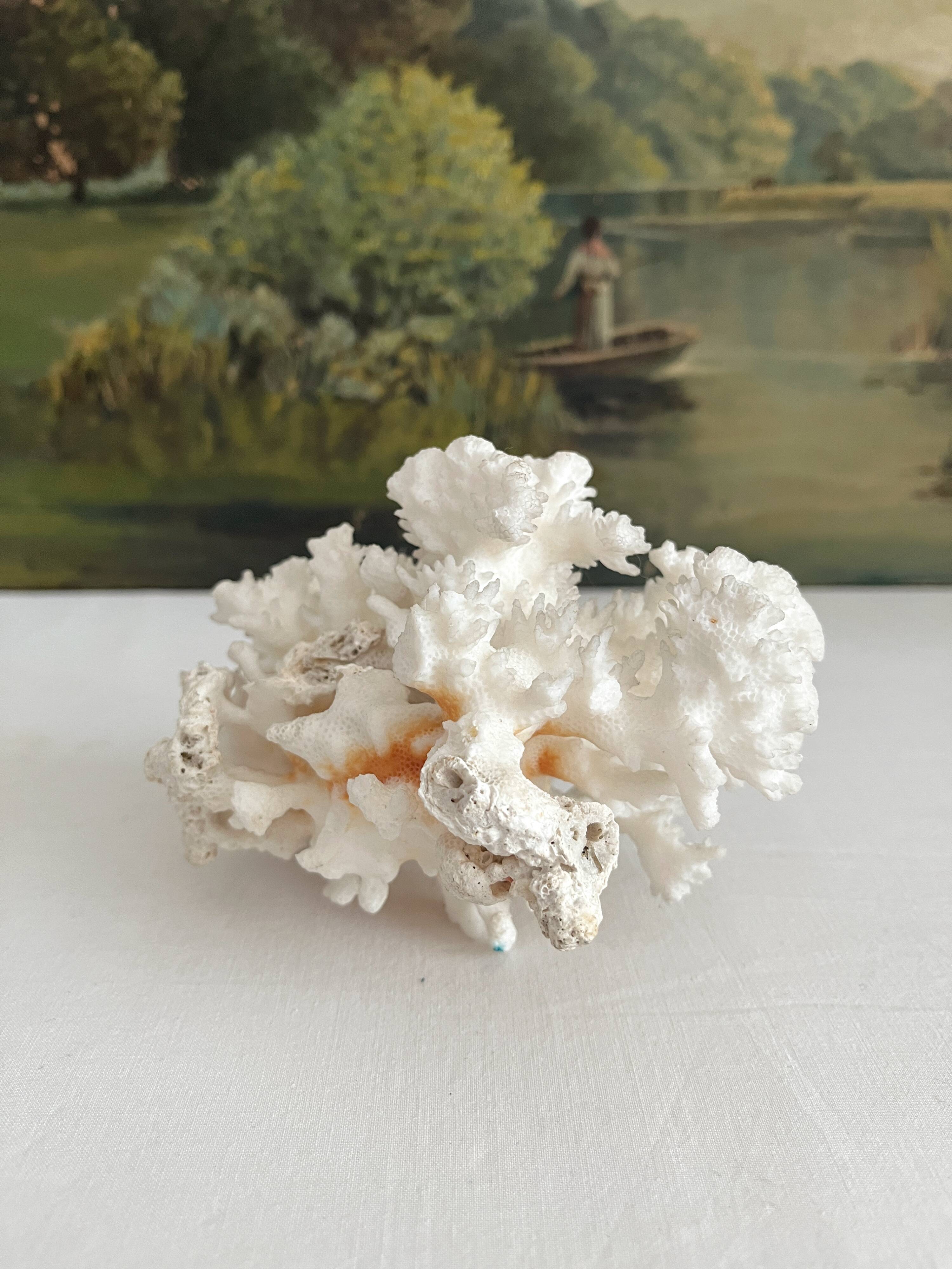 White coral old cabinet of curiosities