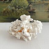 White coral old cabinet of curiosities
