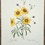 Planche botanique "Corcopsis élégant"