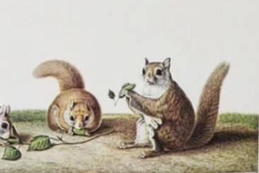 Bestiary plates from the Natural History Museum The flying squirrels