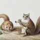 Bestiary plates from the Natural History Museum The flying squirrels
