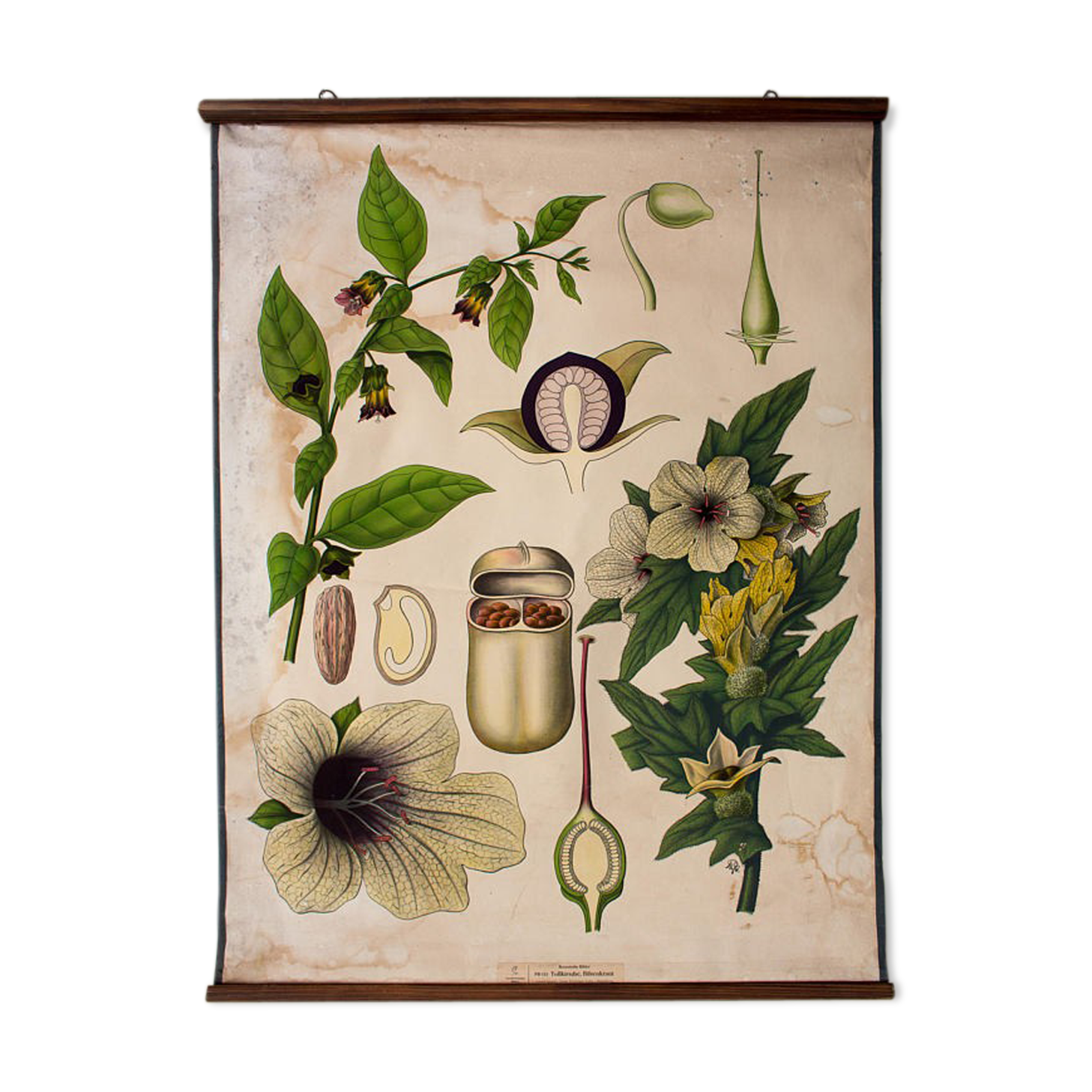 Poster "Belladonna the henbane" educational grid published by Westermann 1952